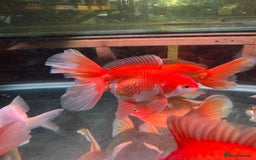 Fancy Goldfish fish for sale: Thai pleated goldfish - Image 32