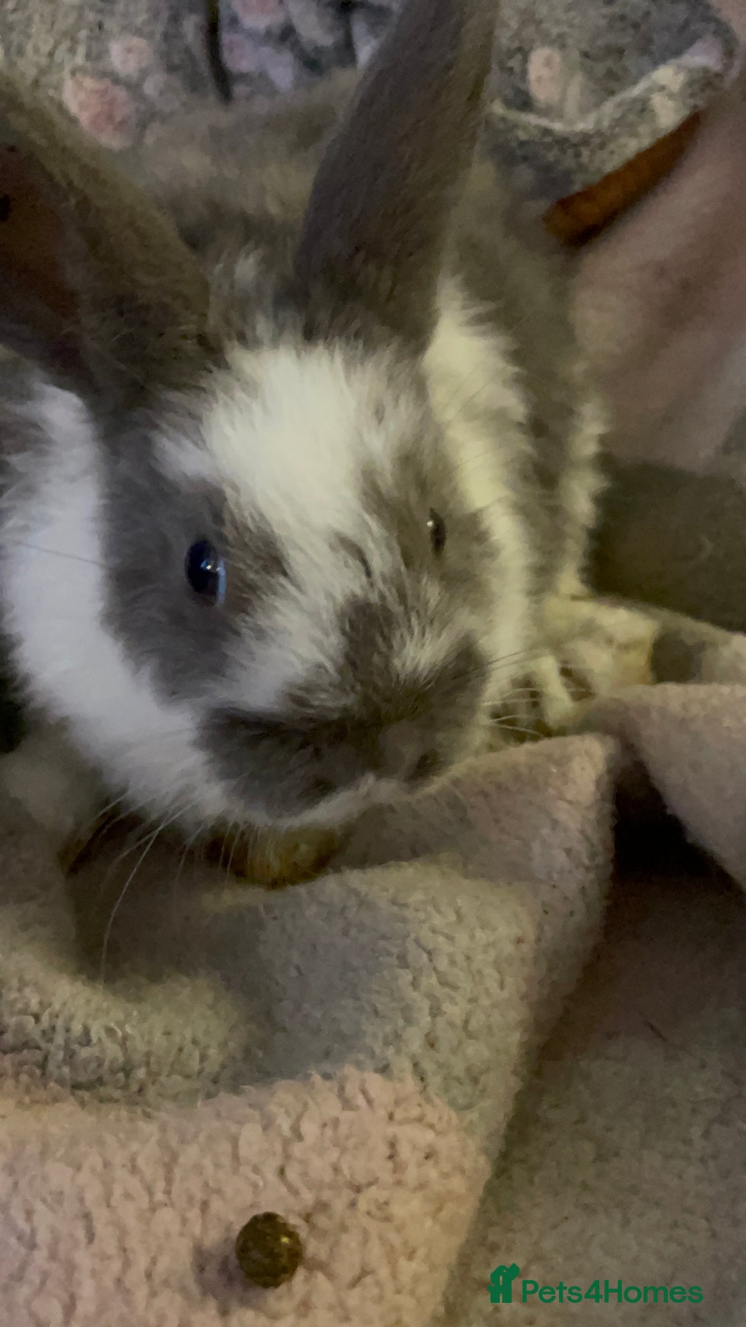 Lionhead rabbits for sale: bunnies - Advert 24