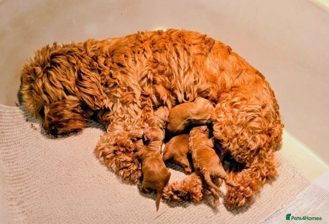 Cockapoo dogs for sale: Adorable Cockapoo puppies  - Advert 8