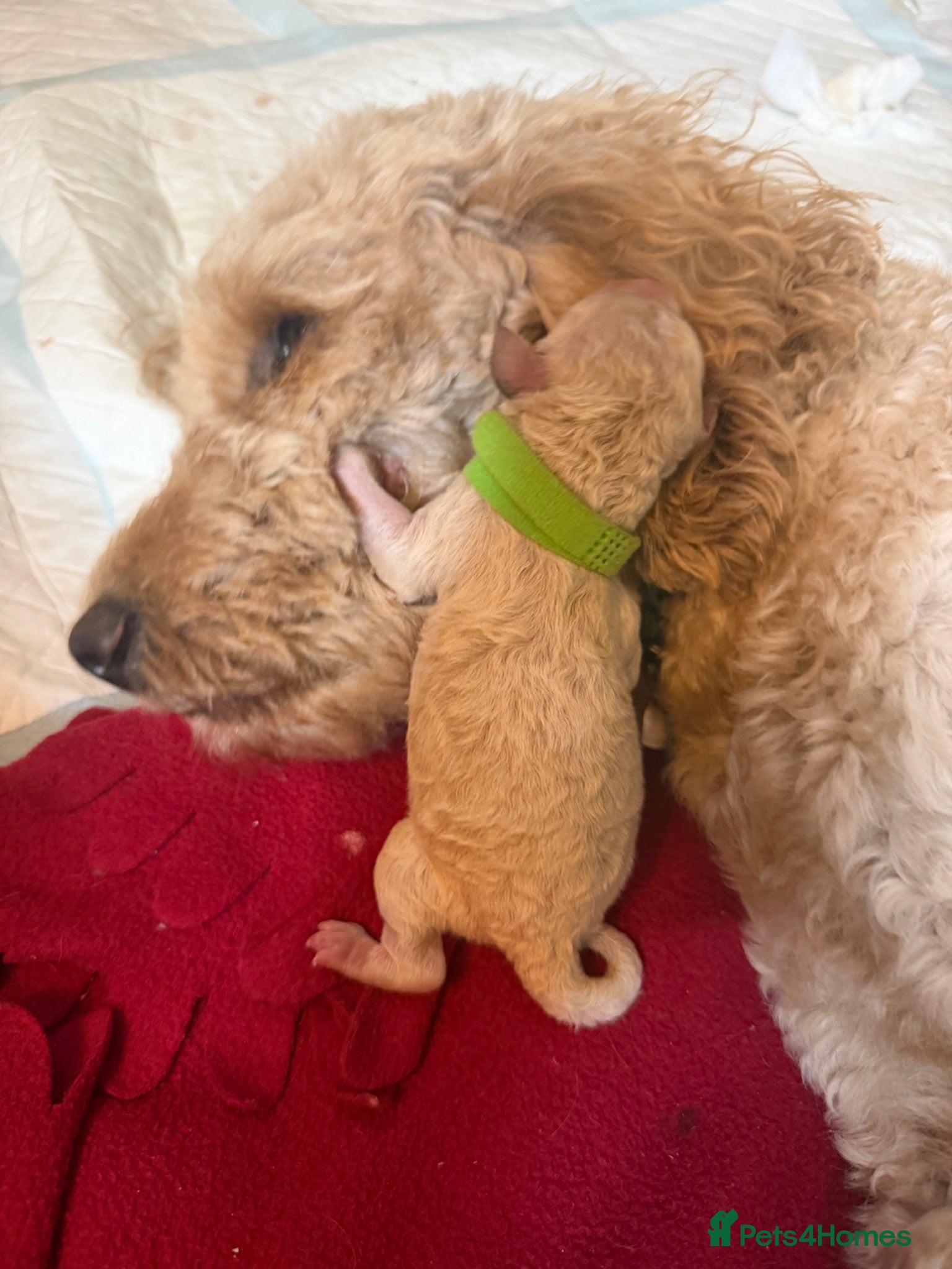 Australian Labradoodle dogs Australian double doodle puppies expected  - Advert 1