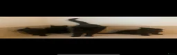Domestic Shorthair cats for sale: Black Kittens For Sale  - Advert 8
