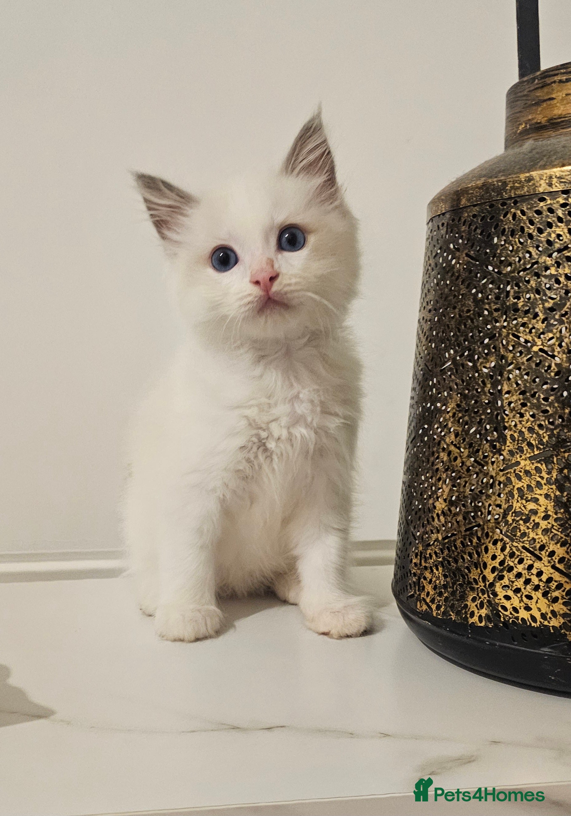 Ragdoll cats RAGDOLL KITTENS TICA REGISTER   - Advert 1