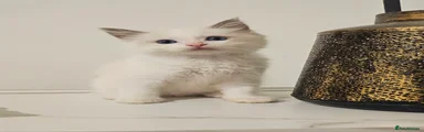 Ragdoll 1