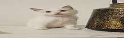 Ragdoll cats for sale: Pure Ragdoll kittens Tica  Registered   - Advert 5