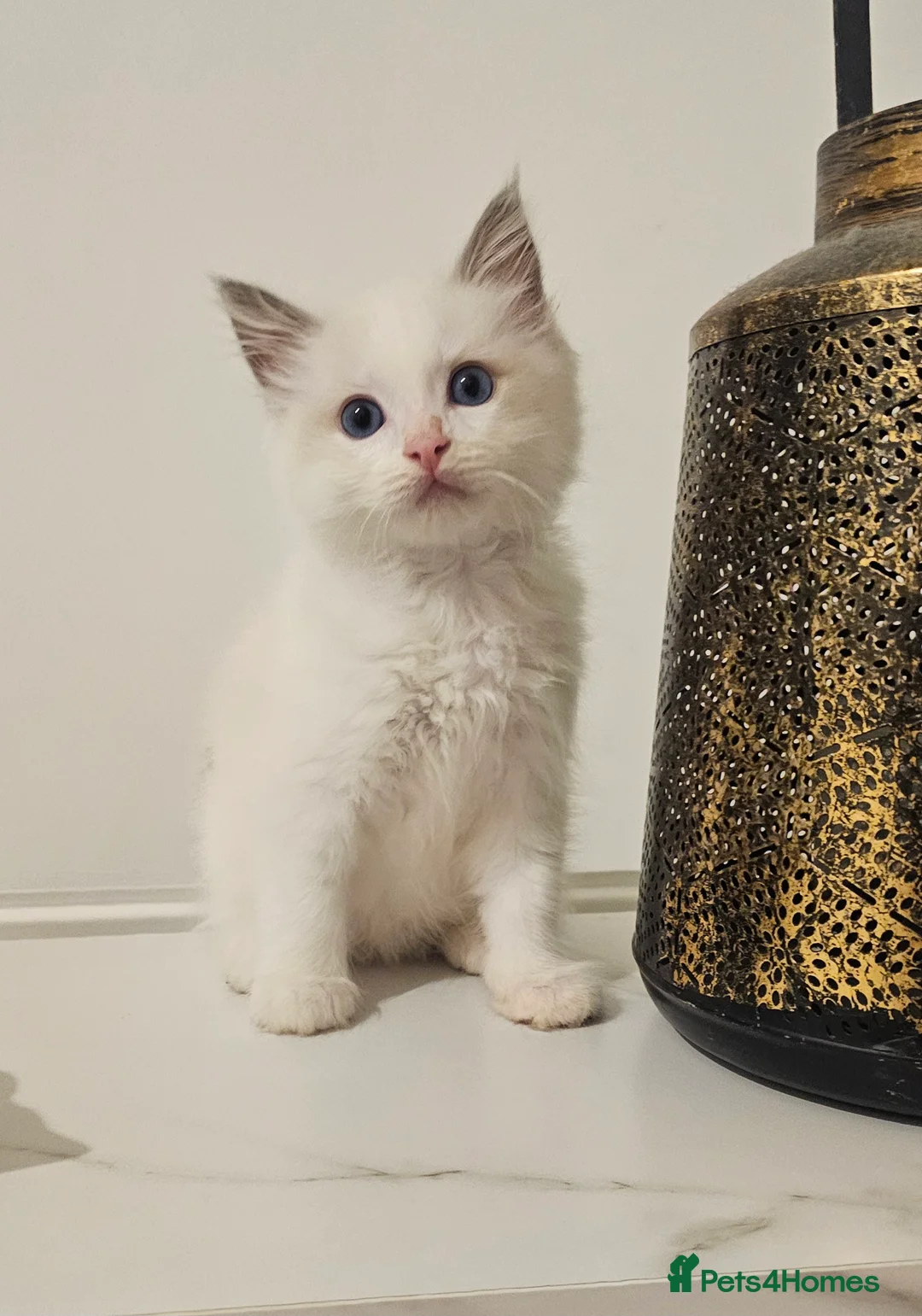 Ragdoll cats for sale: Pure Ragdoll kittens Tica  Registered   - Advert 5