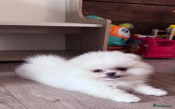 Pomeranian dogs for sale: REDUCED Bridgerton Teddy Bear Faced Pomeranians - Image 1