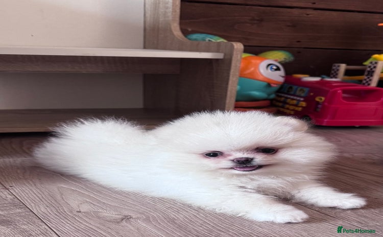 Pomeranian dogs - Advert 1