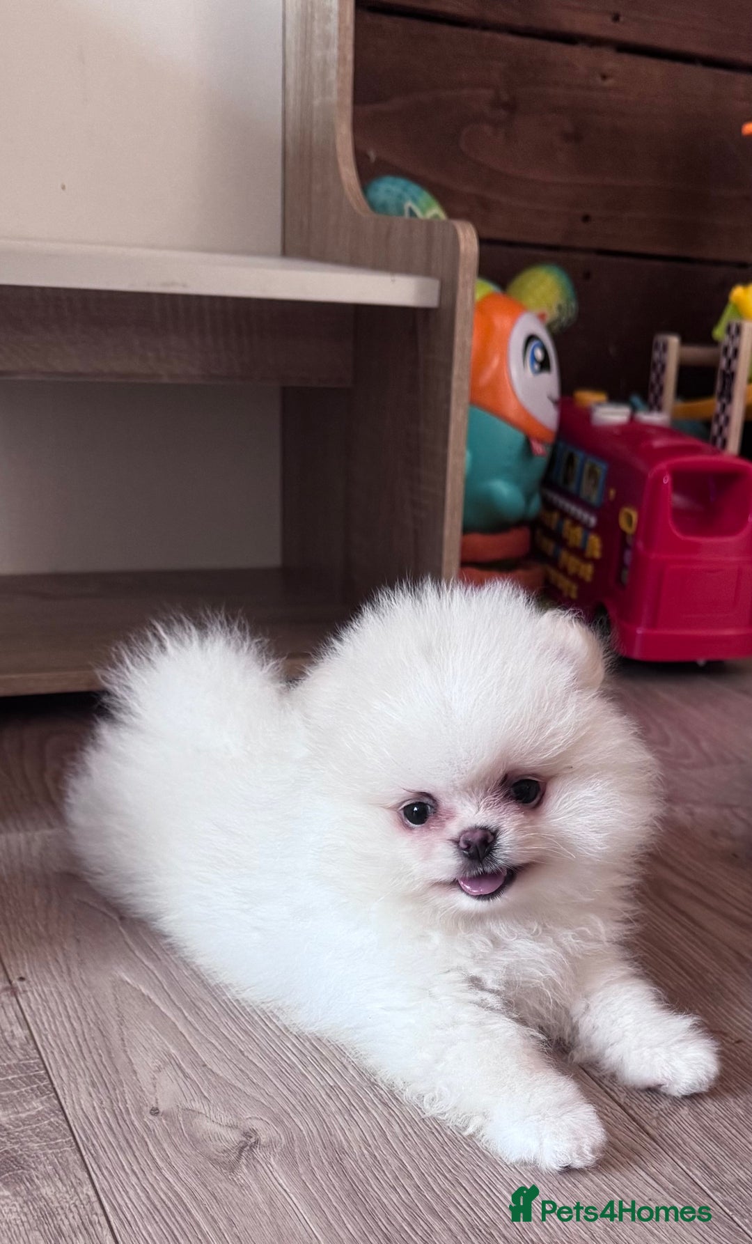Pomeranian dogs for sale: REDUCED Bridgerton Teddy Bear Faced Pomeranians - Image 1