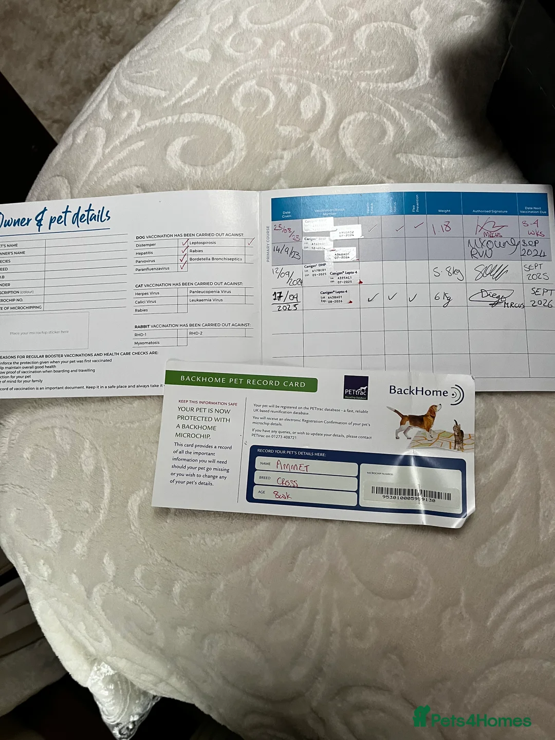 Mixed Breed dogs for sale: Terrier cross cockatoo - Advert 3