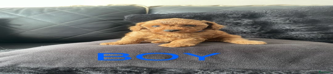 Miniature Poodle Puppy 3