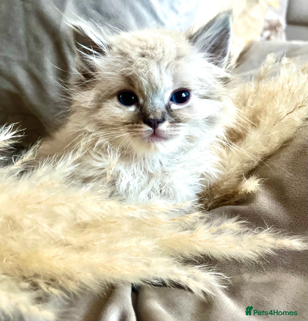 Ragdoll cats for sale: Ragdoll babies  - Advert 4