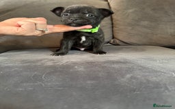 Mixed Breed dogs for sale: 5 x French Pomerdogs - Image 20