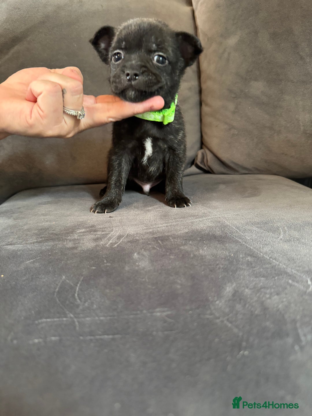 Mixed Breed dogs for sale: 5 x French Pomerdogs - Image 20