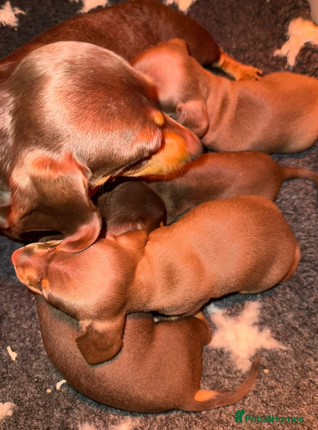 Miniature Dachshund dogs for sale: Stunning Mini Dachshund Puppies READY NOW - Advert 6