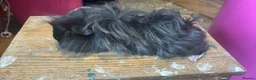 Guinea Pig rodents for sale: Beautiful Sows and Boars of All ages - Advert 1