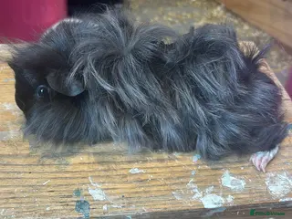 Guinea Pig rodents Beautiful Sows and Boars of All ages - Advert 10