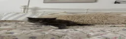 Ragcoon cats for sale: 🐾Seven Beautiful Radoll/Maincoon Kittens🐾 - Advert 5
