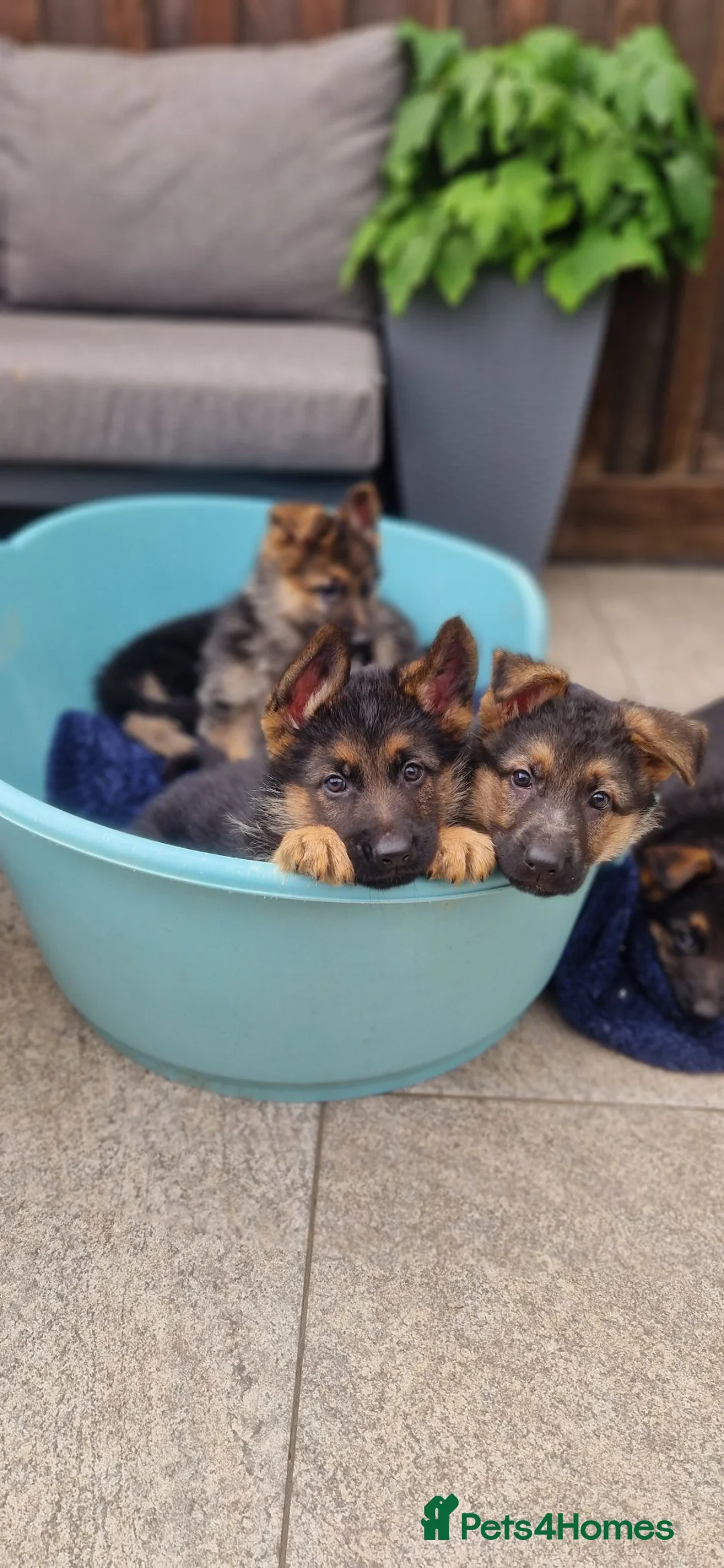 German Shepherd dogs for sale: Top quality german shepherd puppies - Advert 7