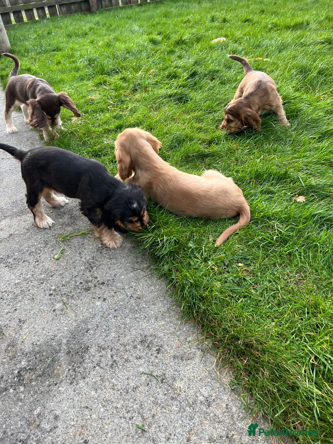 Cocker Spaniel dogs for sale: Health tested KC reg low co eff show type cockers - Advert 22