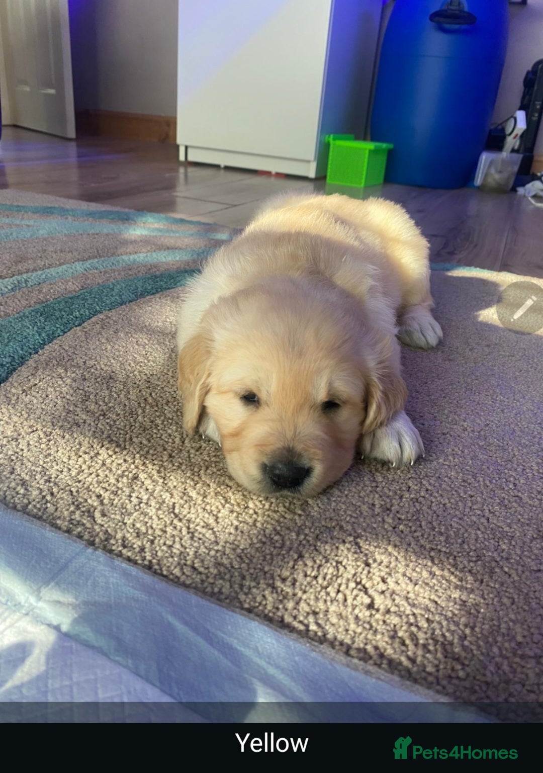 Golden Retriever dogs for sale: Gorgeous KC registered golden retriever puppys - Image 17