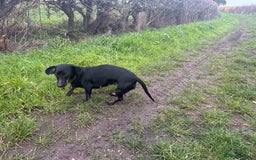 Dachshund dogs for sale: Miniature dachshund  - Image 13