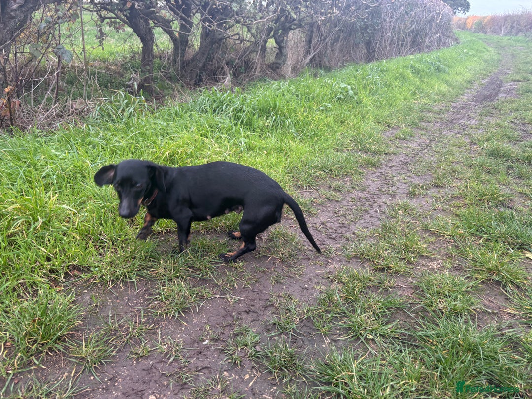 Dachshund dogs for sale: Miniature dachshund  - Image 13