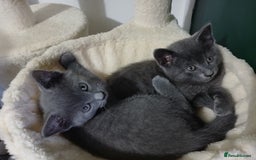 Mixed Breed cats for sale: Kittens  - Image 16