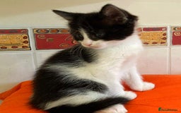 British Shorthair cats for sale: Lovely Kittens - Image 4