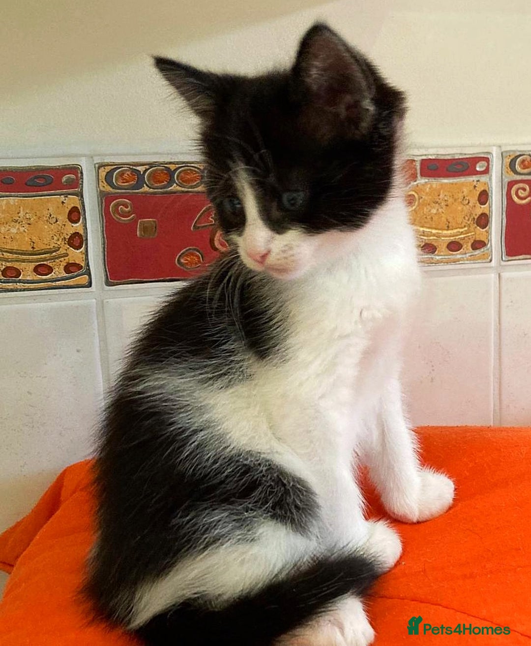 British Shorthair cats for sale: Lovely Kittens - Image 4