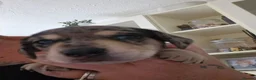 Dachshund dogs for sale: Beautiful KC Registered Dachshund puppies  - Advert 9