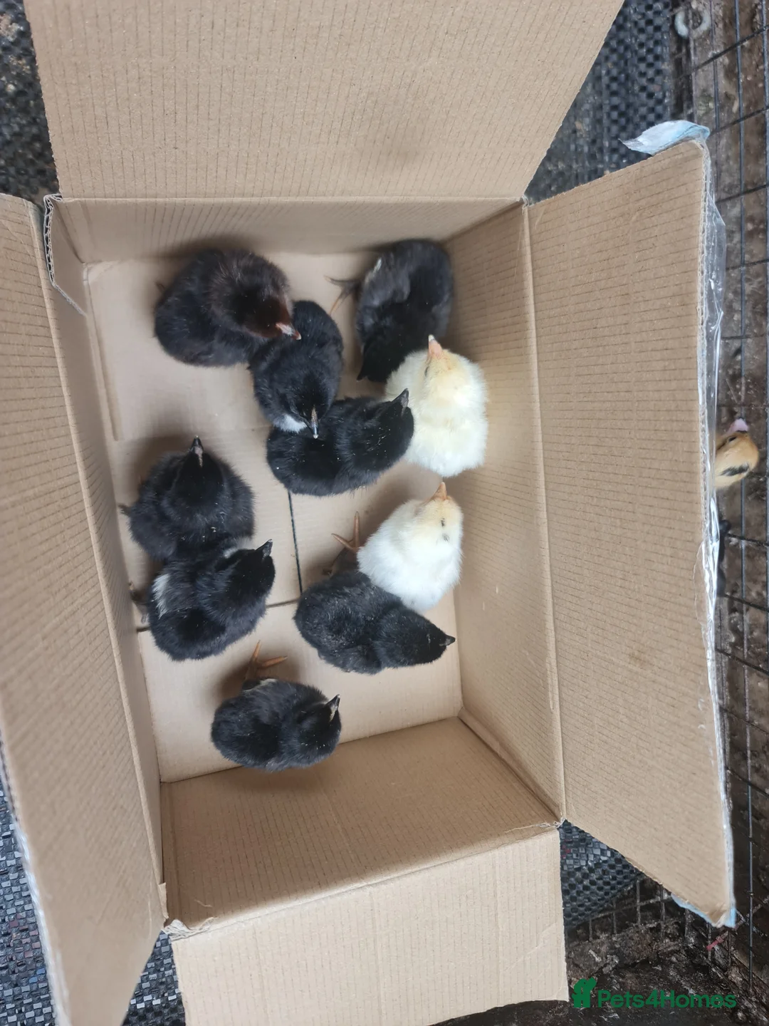 Ducks poultry for sale: Chicks chickens and ducklings ducks  - Advert 2