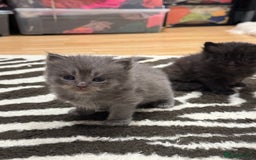 Perdoll cats for sale: Rare Perdolls  - Image 5