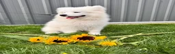 Samoyed dogs for sale: Only one girl left.  - Advert 1