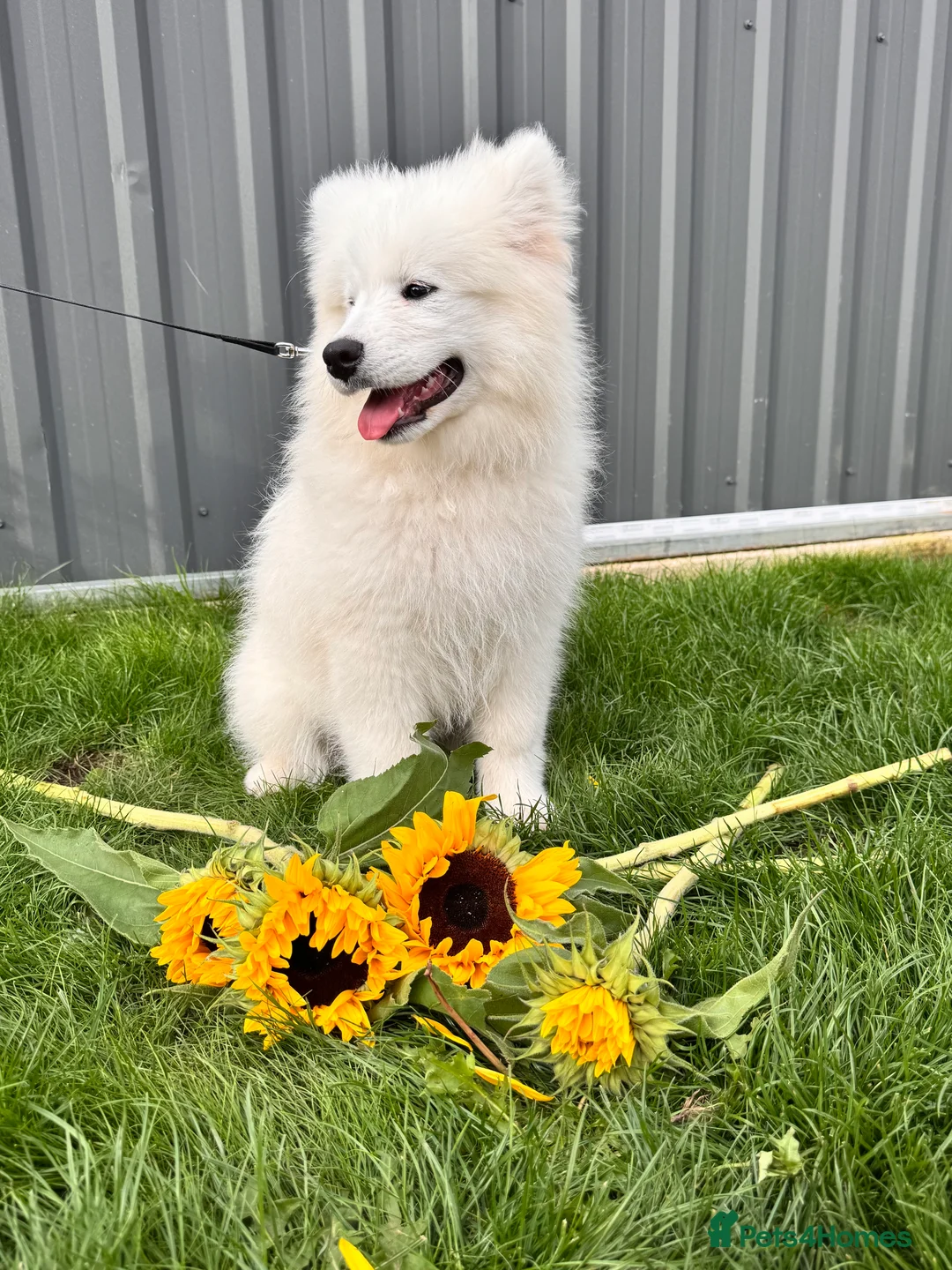Samoyed dogs for sale: Only one girl left.  - Advert 1