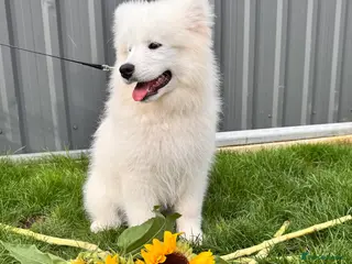 Samoyed dogs Only one girl left. - Advert 1