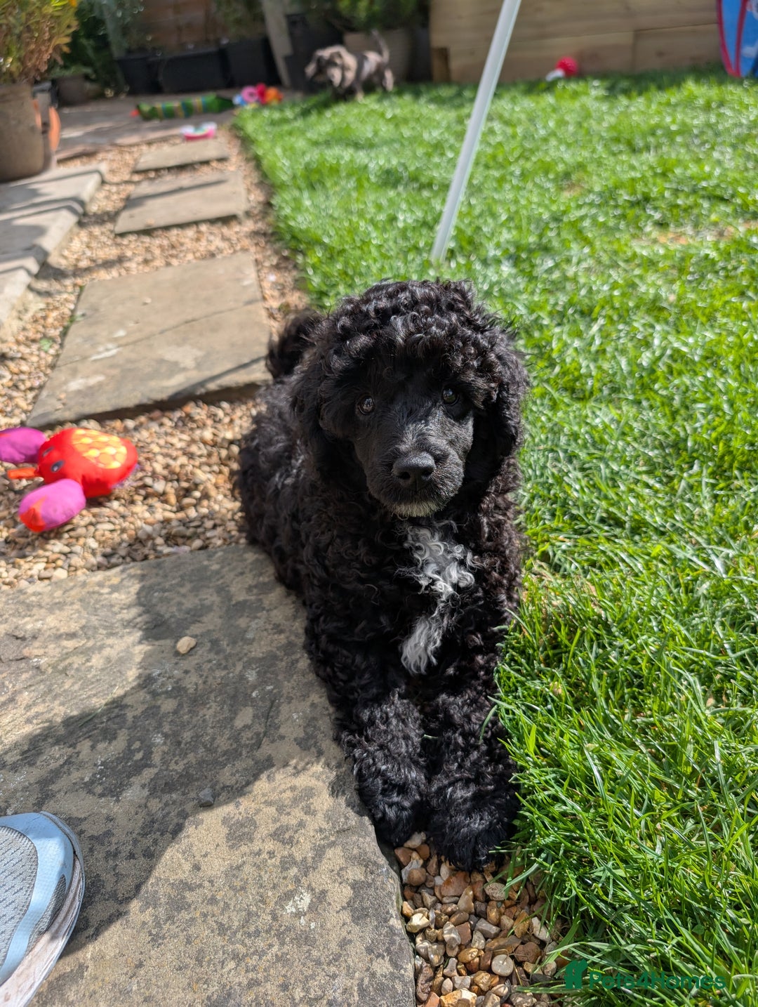 Miniature Poodle dogs for sale: Beautiful KC registered miniature poodles  - Image 25