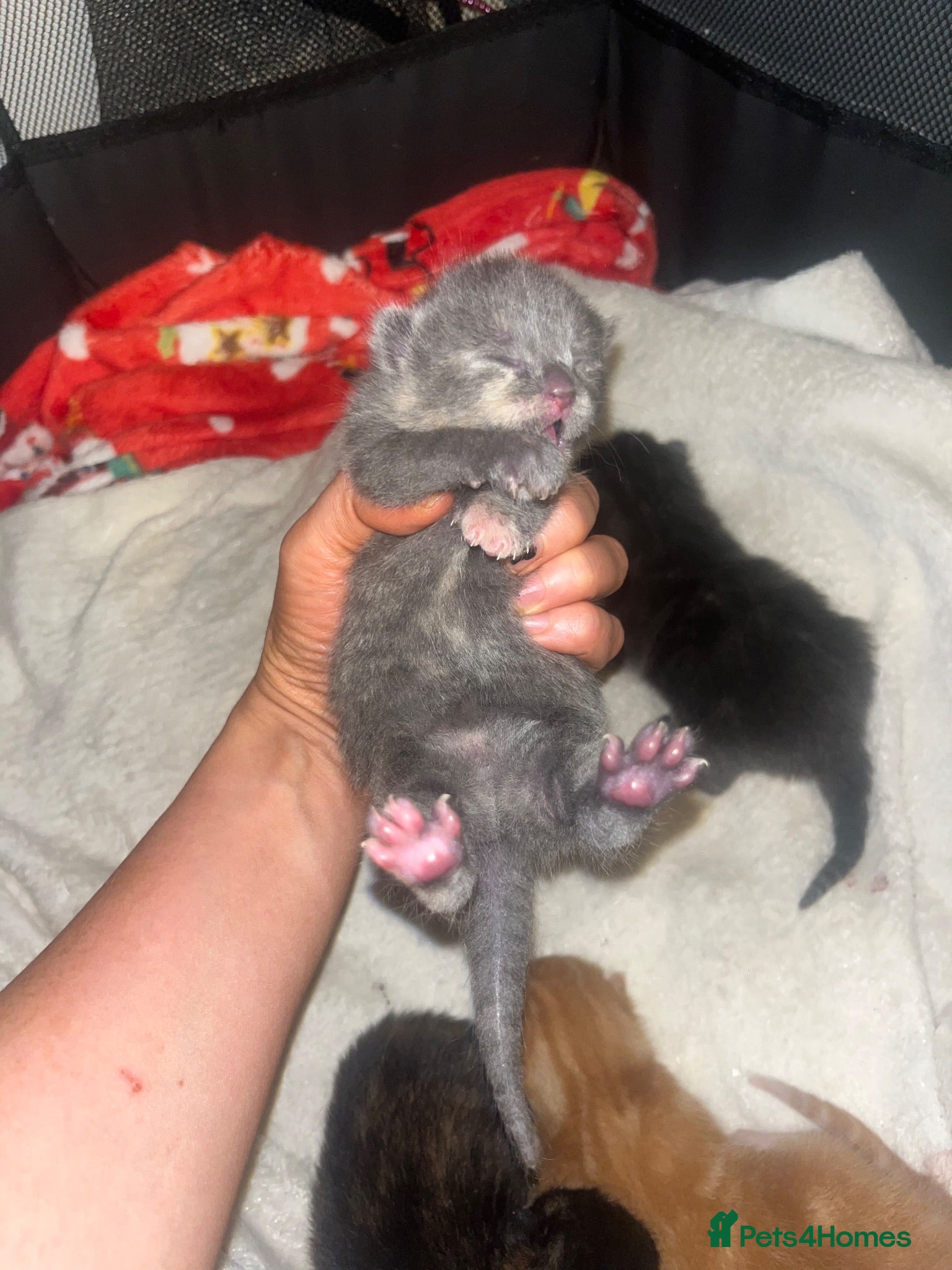 Mixed Breed cats 4 half Maine Coon kittens  - Advert 4