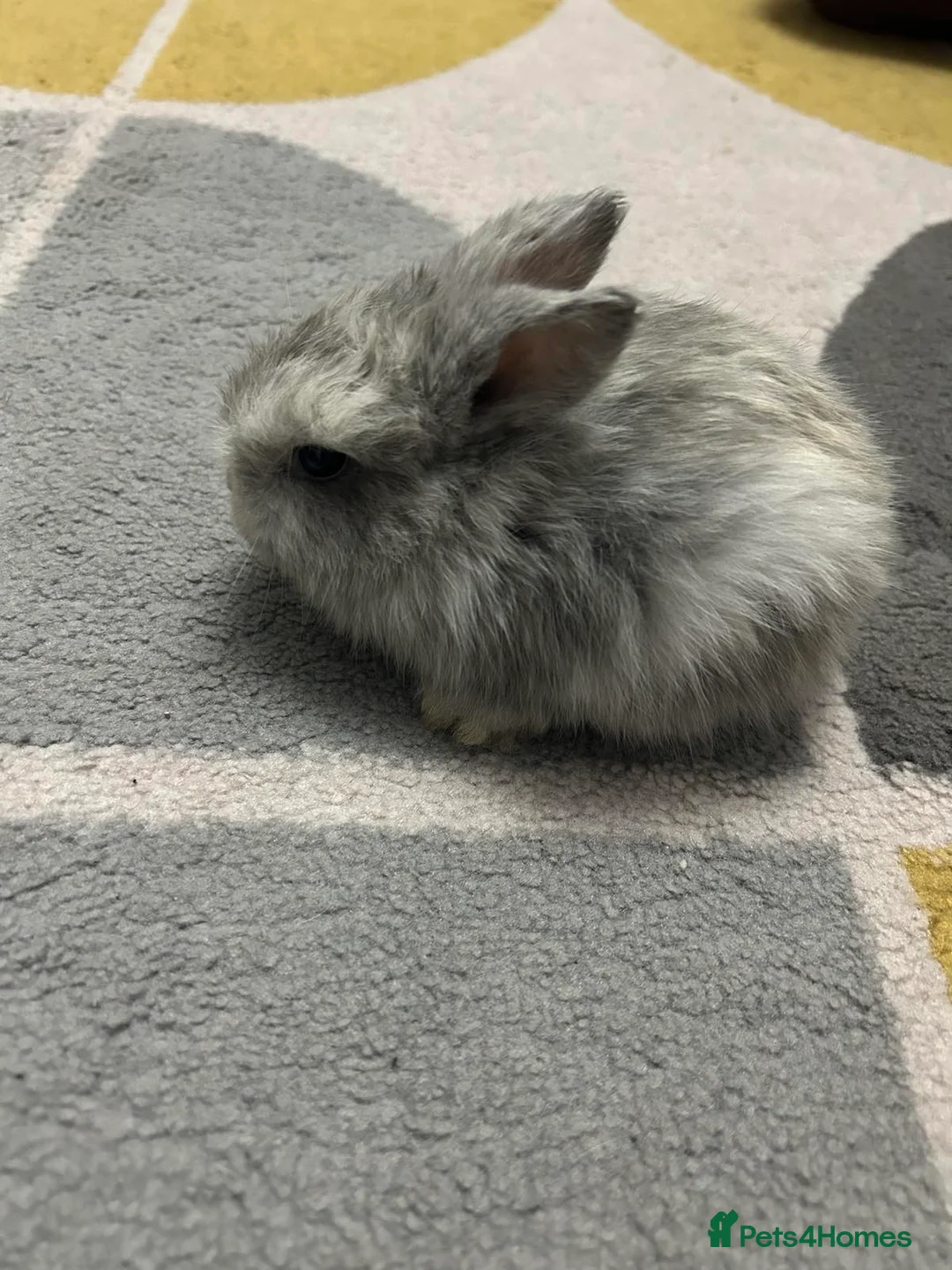 Mixed Breed rabbits for sale: Wonderful little rabbits  - Advert 4