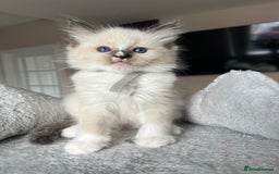 Ragdoll cats for sale: Registered Ragdoll kitttens for sale - Image 9