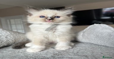 Ragdoll cats - Advert 15