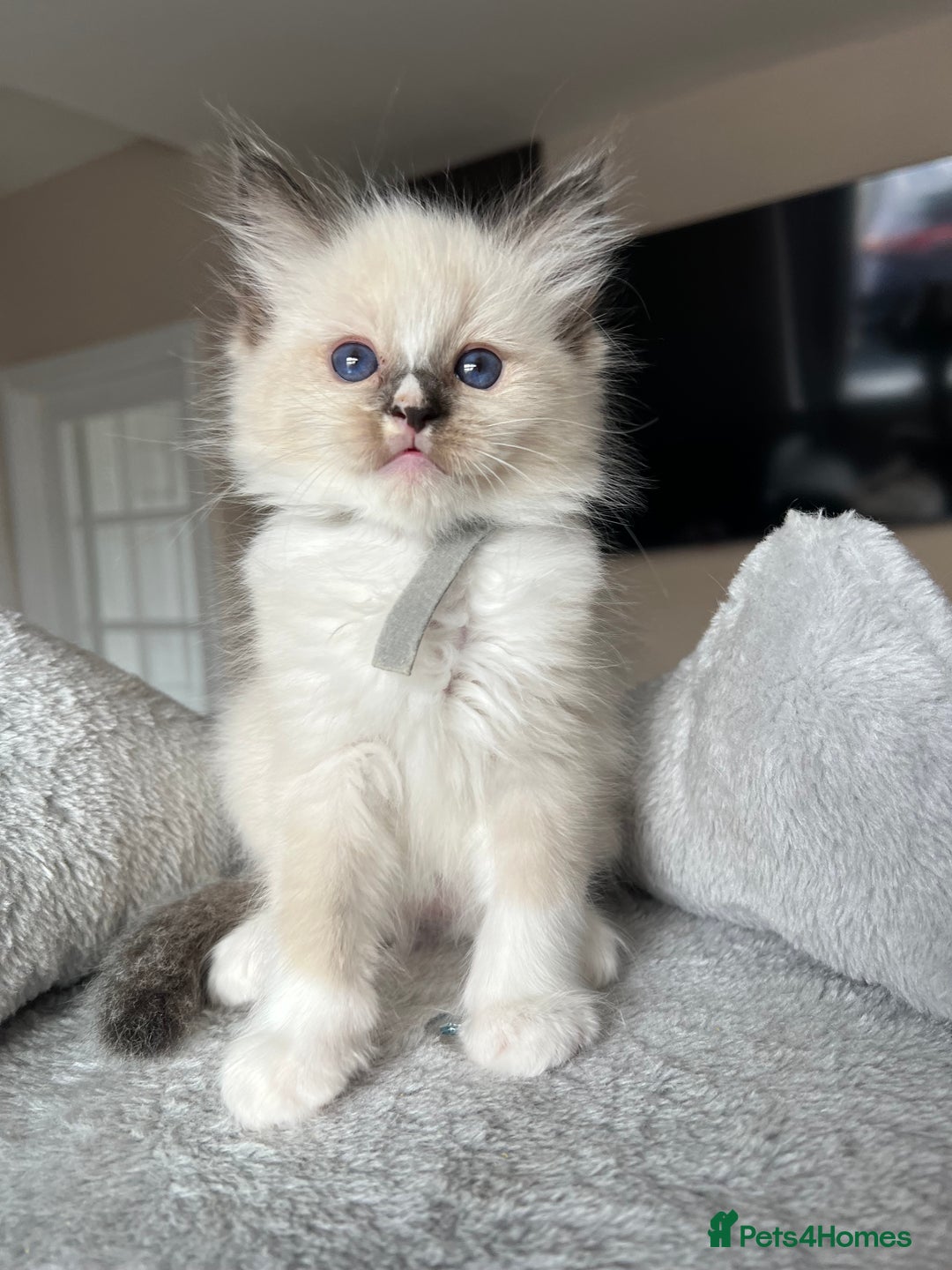 Ragdoll cats for sale: Registered Ragdoll kitttens for sale - Image 9
