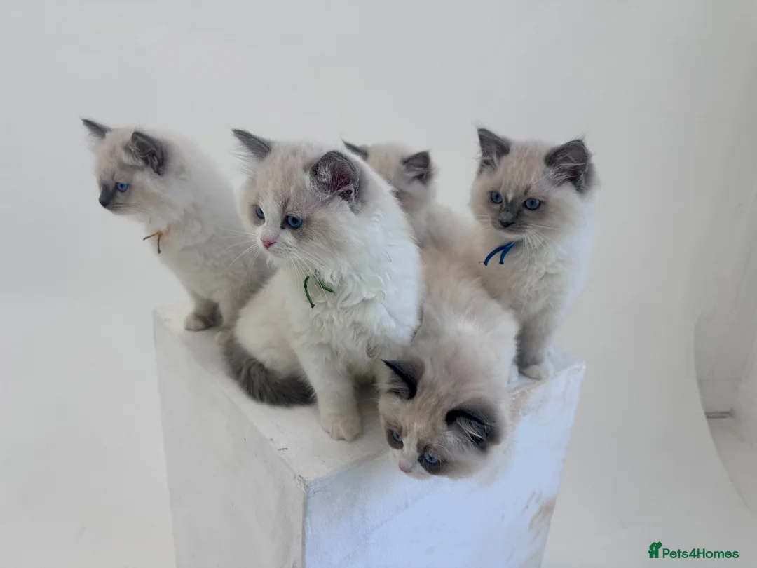 Ragdoll cats for sale: Champion line TICA registered Ragdoll kittens  - Advert 12
