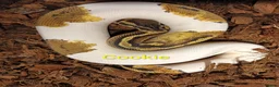 Python Snake reptiles for sale: Ball pythons (8mth). Pied/Firefly/Gene X/Mojave) - Advert 19