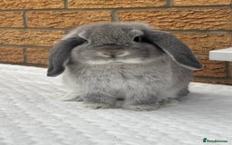 Mini Lop rabbits for sale: Beautiful Vaccinated young mini lop girl - Image 2