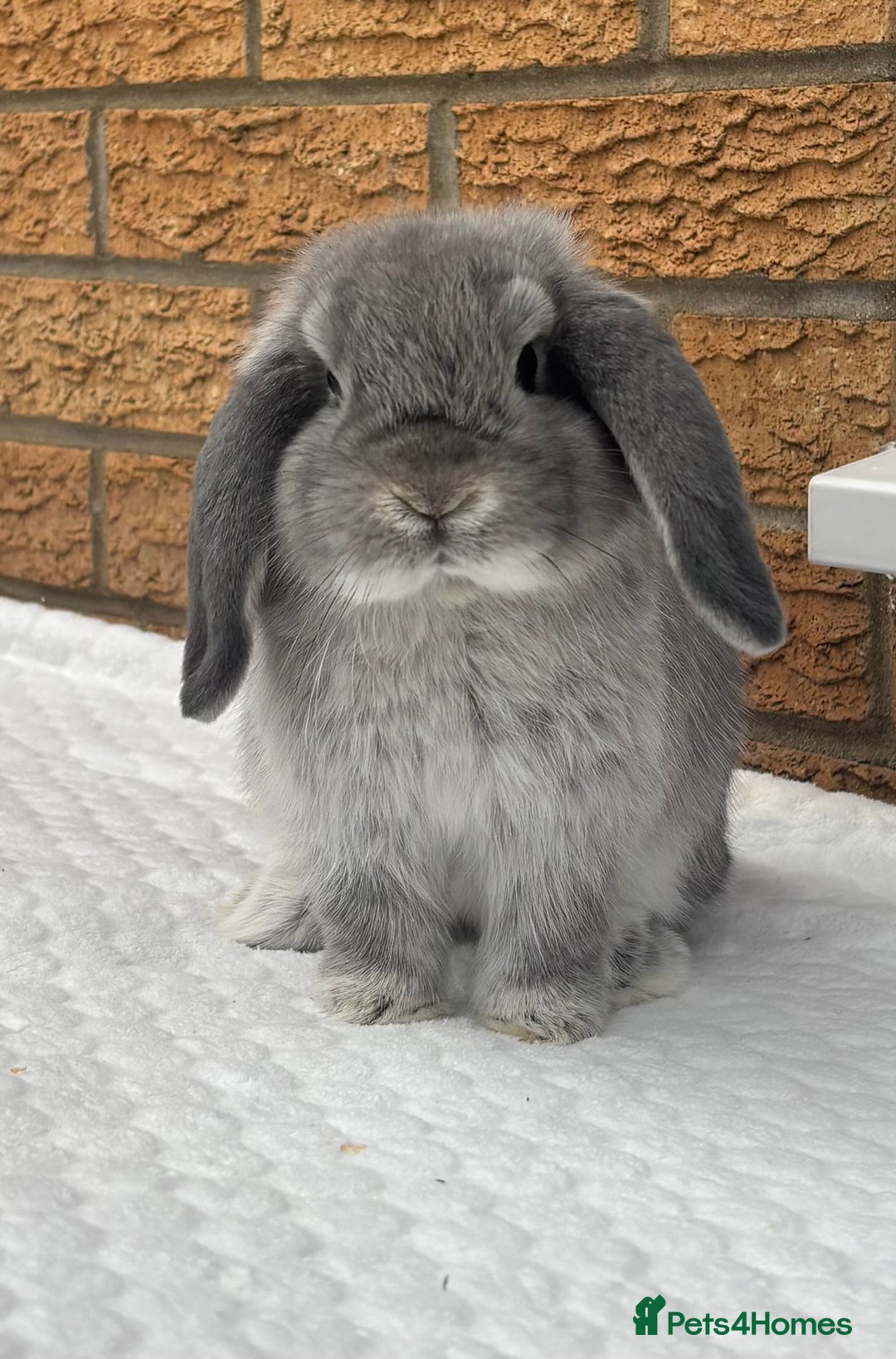 Mini Lop rabbits for sale: Beautiful Vaccinated young mini lop girl - Image 2