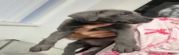 Cane Corso dogs for sale: 5* cane corsos for sale !!  - Advert 3