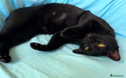 Bombay cats for sale: Beautiful Rare Female Pedigree Bombay Cat GCCF Reg - Image 4