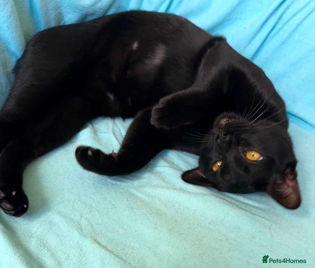 Bombay cats for sale: Beautiful Rare Female Pedigree Bombay Cat GCCF Reg - Image 4