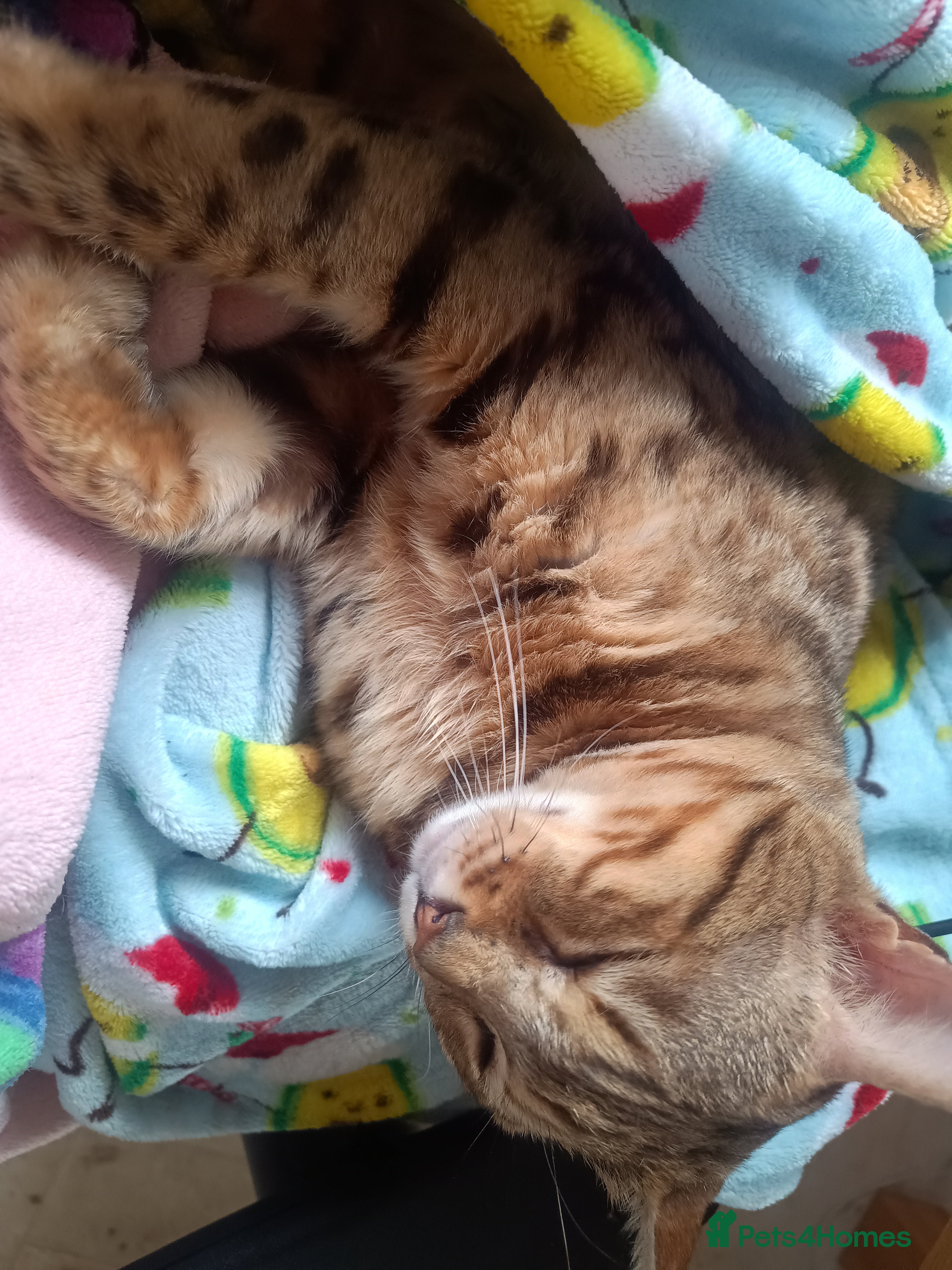 Bengal cats Bengal boy (2 yrs) for sale - Advert 1