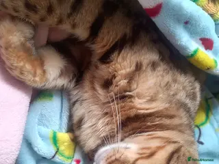 Bengal cats Bengal boy (2 yrs) for sale - Advert 1